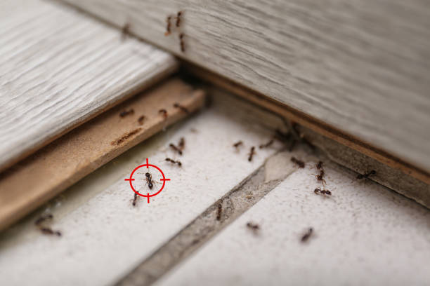Professional Pest Control in Ennis, TX