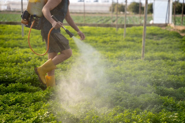 Wasp Removal Services in Ennis, TX