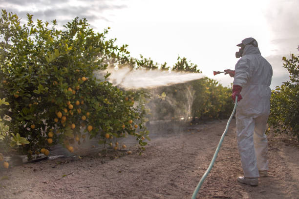 Best Termite Control Services  in Ennis, TX