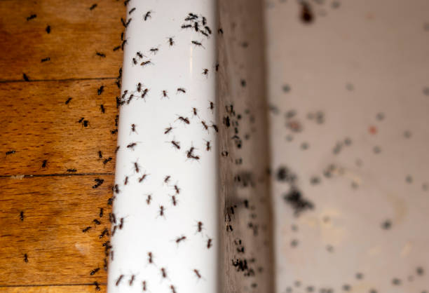 Best Flea Control Services  in Ennis, TX