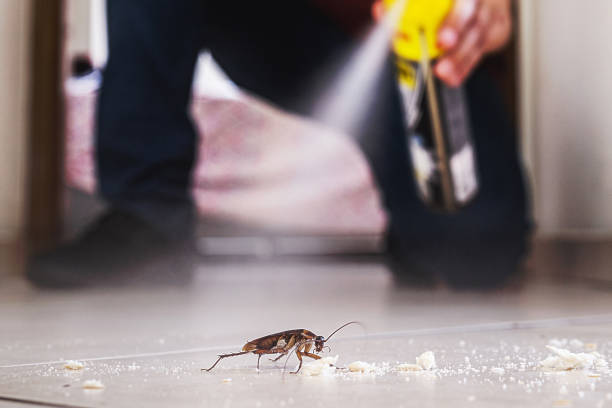 Best Rat Extermination Near Me  in Ennis, TX
