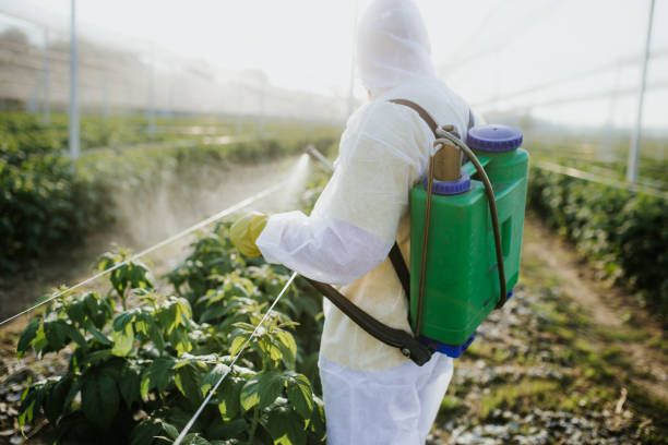 Best Wasp Removal Services  in Ennis, TX